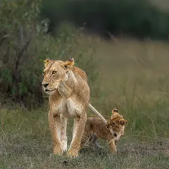 A playful lion cub holds onto its mother's tail. This is not just a sighting; it's a story of innocence and natural instinct unfolding. Capturing such fleeting, intimate behavior requires patience and a fast lens to isolate the subjects.
