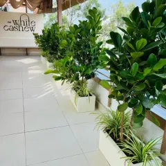 For 'The White Cashew' cafe, we lined the balcony with Ficus plants in clean white planters. This design choice creates a refreshing and inviting atmosphere for diners and enhances the establishment's curb appeal.