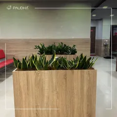 Another view of the custom planters in a healthcare waiting area. The light wood finish and the vibrant green of the Snake Plants and ZZ plants create a clean, modern, and soothing aesthetic.