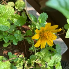 A cheerful yellow wedelia flower peeking through a patch of fresh mint, showing how different plants can coexist beautifully.