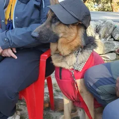 Jiraiya looking cool and collected in his cap and red winter jacket while taking a break during our Chopta trek. It’s these fun, candid moments that truly show off a pet's personality.