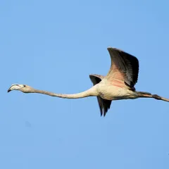 This shot is a great example of how flamingos get their color. This juvenile is still mostly grey but is developing its signature pink hue under its wings from its diet of algae and crustaceans.