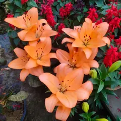 A beautiful cluster of orange Asiatic Lilies. These can be grown in pots on a balcony or in a garden to add a touch of elegance.