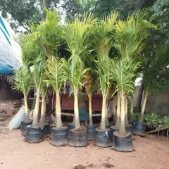 A group of Areca Palms being prepared for delivery. These popular palms are great for creating privacy screens or adding a tropical touch to patios.