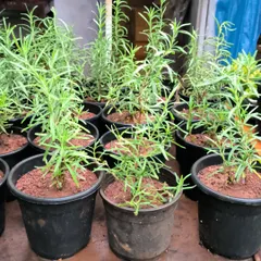 Aromatic rosemary plants, potted and ready to go. These are perfect for any kitchen garden, providing fresh herbs for cooking while releasing a wonderful scent.