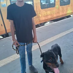 Relocating a beautiful Rottweiler by train from Delhi to Banaras. I handle all breeds, big or small, and manage all the logistics for rail travel.