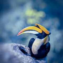A Great Hornbill at its nest cavity. The soft, blue-toned light of the early morning gives this portrait a serene and magical quality, highlighting the bird's massive yellow casque.
