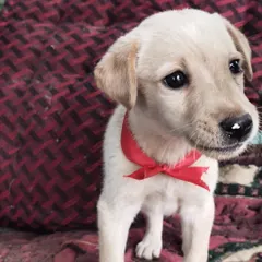 Meet Chloe, a 1.5-month-old Indie-Lab mix ready for her forever home. She's a perfect example of the puppies we rescue: playful, healthy, vaccinated, and ready to love. We have puppies and seniors, all looking for a family.