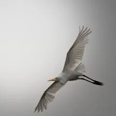 An egret with its wings fully spread, showcasing the impressive span and feather detail. This is a classic bird-in-flight shot that we practice extensively on my tours.