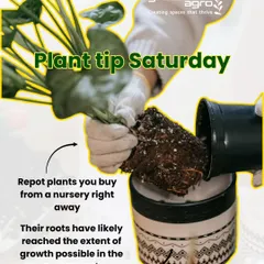 Plant Tip Saturday: Repot plants you buy from a nursery right away. Their roots have likely filled the nursery pot, and giving them a new home with fresh soil gives them the space they need to grow.