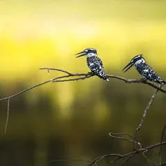 A pair of Pied Kingfishers perched on a branch, ever watchful over the water. Their striking black and white pattern stands out beautifully against the yellow-green background.