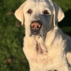 A beautiful portrait of Stark enjoying the sunshine. We are so grateful his guardians chose us to be his second family and home away from home.