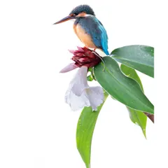 A high-key portrait of a female Common Kingfisher in Singapore. I used the bright, overcast sky as a natural white background to isolate her vibrant colors and the delicate details of the flower she perched on, creating a clean, minimalist wildlife photograph.