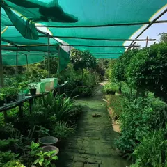 Welcome to my nursery. This is where I grow and care for thousands of plants. Having my own nursery means I can provide you with healthy, strong plants at a good price, for both indoor and outdoor needs.