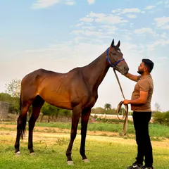Welcoming a new friend to the herd. This beautiful horse is one of the newest additions to our growing family at Canterwoods.