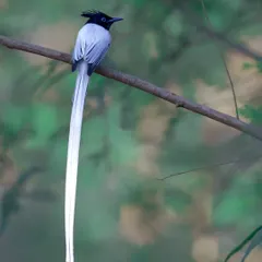The elegant Indian Paradise Flycatcher, with its stunningly long white tail feathers, perches on a branch. Capturing this elusive bird is a matter of patience, and this image is perfect for book covers or fine art prints that celebrate natural beauty.