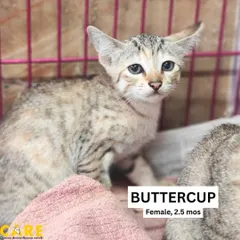 Buttercup, a 2.5-month-old female, is as sweet as her name suggests. She is a little shy but quickly warms up with a gentle touch. She would love a quiet home where she can build her confidence.