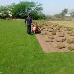 My team using specialized machinery to harvest grass from the farm. This ensures each roll is cut to a uniform thickness for a perfect installation.