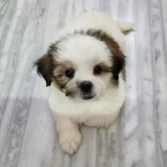 This little Shih Tzu female is a perfect example of the heavy-boned, top-quality puppies we breed. At 55 days old, she's already vaccinated, dewormed, and ready to join her new family.