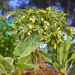 Another angle of the variegated Schefflera bonsai, highlighting its dense canopy and intricate form, perfect as a centerpiece.