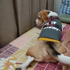 Oscar the Beagle making himself comfortable. Dogs are allowed on the furniture here, just like they would be at their own home.
