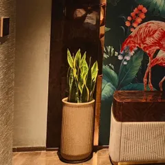 The snake plant seen from another angle, reflecting in the glossy wall panel. I consider all views and reflections when placing plants in a room.