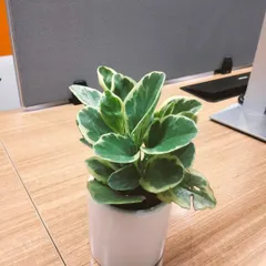 Another look at the variegated baby rubber plant (Peperomia) on an office desk. Its thick, waxy leaves make it a durable and attractive choice for brightening up a corporate environment.