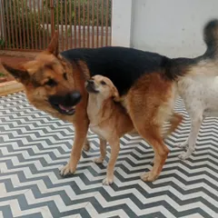 It's amazing to see friendships blossom between dogs of all sizes. Here, a gentle German Shepherd and a smaller Indie dog share a playful moment, showing how well-supervised socialization works.