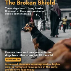 Sterilized and vaccinated community dogs form a living barrier against rabies. Removing them creates a vacuum that new, unvaccinated dogs will fill, leading to increased disease, more aggression, and a resurgence of the very problem we are trying to solve.