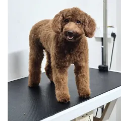 Look at this handsome poodle's fresh new look. After a careful haircut and styling, his beautiful curls are defined, and he looks so proud and happy. A proper trim keeps the coat healthy and manageable.