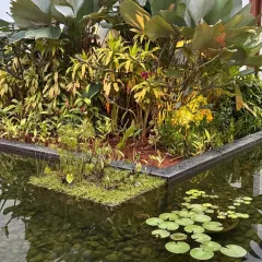 A floating island of aquatic plants and a collection of water lilies bring this tranquil water garden to life. The sound and sight of water are essential for a serene atmosphere.