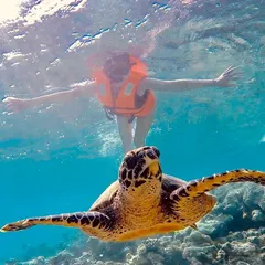 Snorkeling with sea turtles is a highlight of our Gaafaru trips. These calm, ancient mariners are often seen grazing on the reef, and we ensure our guests can enjoy the moment without disturbing them.