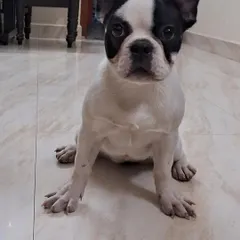 This is Cookie, a 4-month-old French Bulldog who was surrendered to us. Before any dog is put up for adoption, we conduct full health checks, including vaccinations and blood tests. We need to raise funds to cover these essential first steps.
