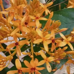 The Saraca thaipingensis, or Yellow Saraca, is a rare and beautiful flowering tree. Its bright yellow blooms grow in dense clusters, making it a spectacular focal point in a tropical-themed garden.