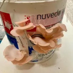 A fascinating shot of pink oyster mushrooms growing out of a repurposed paint bucket, a project with Nuvedo demonstrating our innovative approach to urban farming and waste.