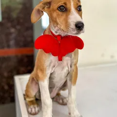 Dressed up with angel wings and ready to fly into your heart. This sweet Indie pup is about three months old, fully vaccinated, and has a playful, gentle nature. He is waiting for a family to give him the love he deserves.