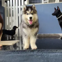 A happy pack of friends. Here you can see Mithran the Husky puppy standing proudly with a Dachshund and other pals, showing how well different breeds can socialize here.