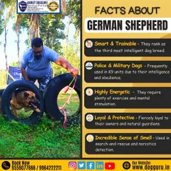 An infographic detailing the key facts about the German Shepherd. As the third most intelligent dog breed, their trainability, loyalty, and incredible sense of smell make them a top choice for police and military K9 units.