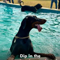A Doberman enjoys a refreshing dip in the pool during our summer camp. Our events provide a safe and controlled environment for dogs to cool off and have fun.
