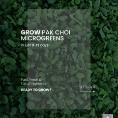 Ready to grow your own Pak Choi microgreens in just 8-12 days? This guide will show you how to get started with these fast, fresh, and nutrient-packed greens. Let's go!