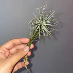This is a Tillandsia that has a more wispy, delicate form. It looks great mounted on a piece of driftwood.