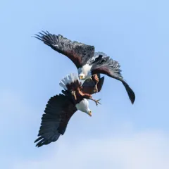 Witnessing raw nature, like this mid-air territorial dispute between two African Fish Eagles over Lake Naivasha, is what makes field expeditions unforgettable. I help you anticipate and capture this live action.