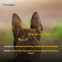 Ticks love to hide behind the ears. This graphic shows you the symptoms to watch for, like constant scratching, and reminds you to check after every walk and use a vet-approved tick spray.