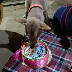 Hachi dives right into the birthday cake. My goal is to create a celebration where the guest of honor has the absolute best time.