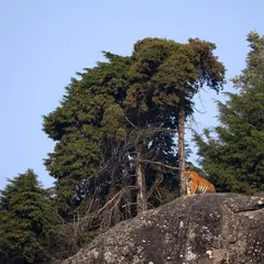 My award winning photo of a high altitude tiger in a remote region of the Nilgiris. This is an extremely rare sighting that shows the adaptability of these cats and the importance of habitat photography.
