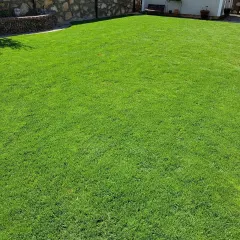 This is the result of our consistent lawn care and fertilization program. We deliver a healthy, dense, and uniformly green lawn that is perfect for family activities or simply enjoying a beautiful, open space.