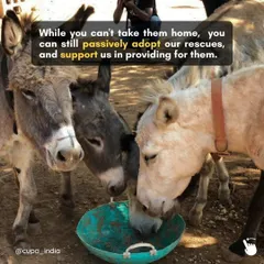 While you can't take our large rescues home, you can still be their guardian. Passive adoption allows you to support them and ensure they are cared for.