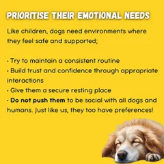 A dog's emotional well-being is my top priority. I create a predictable and supportive environment to help them feel safe, which is the foundation for building their confidence.