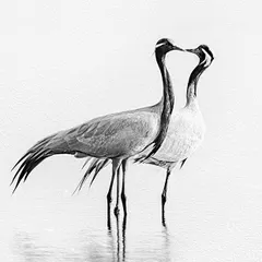 A pair of Demoiselle Cranes share an intimate moment, their forms creating a delicate symmetry. This high-key black and white sketch-style photo highlights their graceful connection and the minimalist beauty of the scene.
