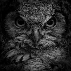 The same Indian Eagle Owl portrait in black and white, emphasizing the texture of its feathers and its powerful, intimidating stare.